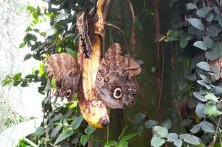 Schmetterling