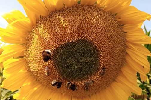 Das Bild zeigt eine Sonnenblume mit mehreren Bienen.