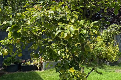 Nashibirnbaum.