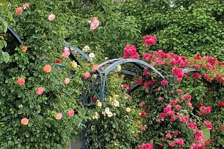 Ausflugsfahrt nach Bonn in den Rheinauenpark Ausflugsfahrt nach Bonn in den Rheinauenpark