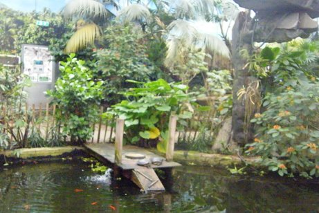 Teich mit Steg Emsflower