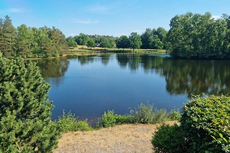 Spiegelglatte Oberfläche eines Sees, dessen Ufer von Bäumen und Sträuchern gesäumt wird.