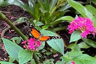 Schmetterling