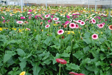 Beet mit Gerberas