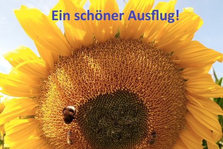 Eine gelbe Sonnenblume mit Bienen mit blauem Himmel.