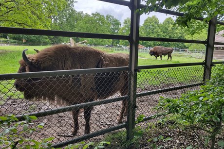 Wisent