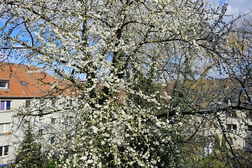 Kirschbaum in Blüte