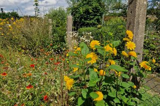 Sonnenblumen