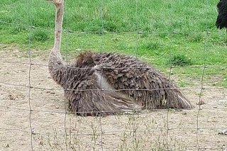 Ein braungefiederter Vogel Strauß steht auf lehmigem Boden auf einer mit Maschendraht eingezäunten Weide.