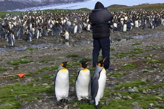 Ein Fotograf und Königspinguine auf Südgeorgien .