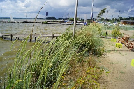 Landschaft Strand am Dümmer See