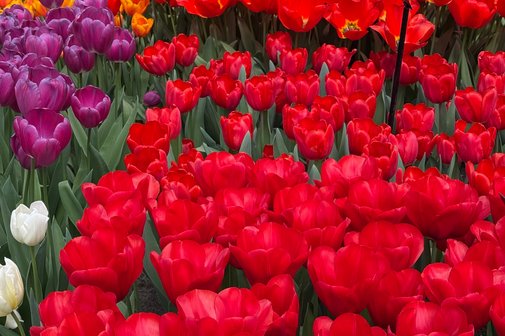 rotes Tulpenfeld