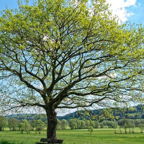 Baum im Mai Maibaum