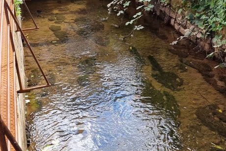 der Mühlenbach der Mühlenbach