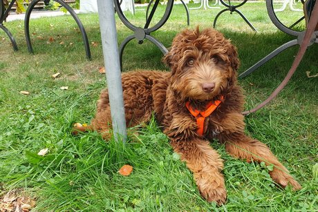 Hund Toffee (Vorstand) wacht über das Geschehen beim VdK Sommerfest.