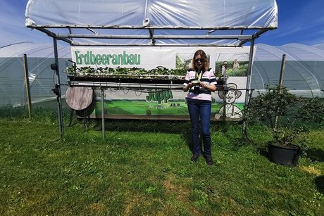 Erl&auml;uterungen &uuml;ber Spargel, Erdbeeren und Heidelbeeren