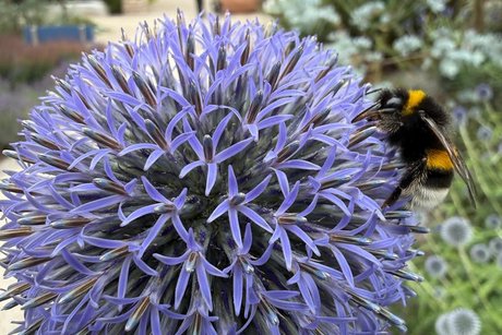 von Bienchen und Blümchen von Bienchen und Blümchen