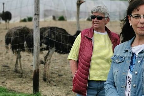 Straußenfarm die Schlachttiere