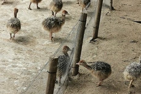 Straußenfarm die Jungtiere