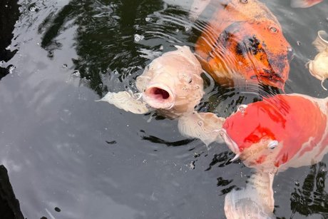 hungrige Fische hungrige Fische