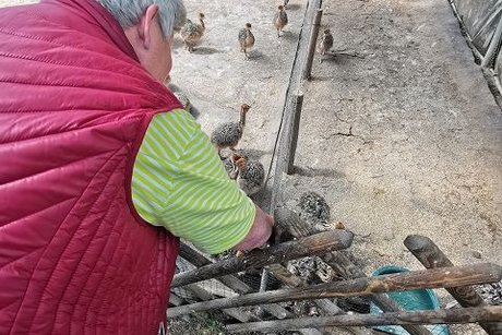 Straußenfarm die Jungtiere