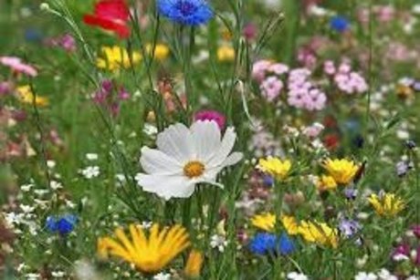 Blumenwiese