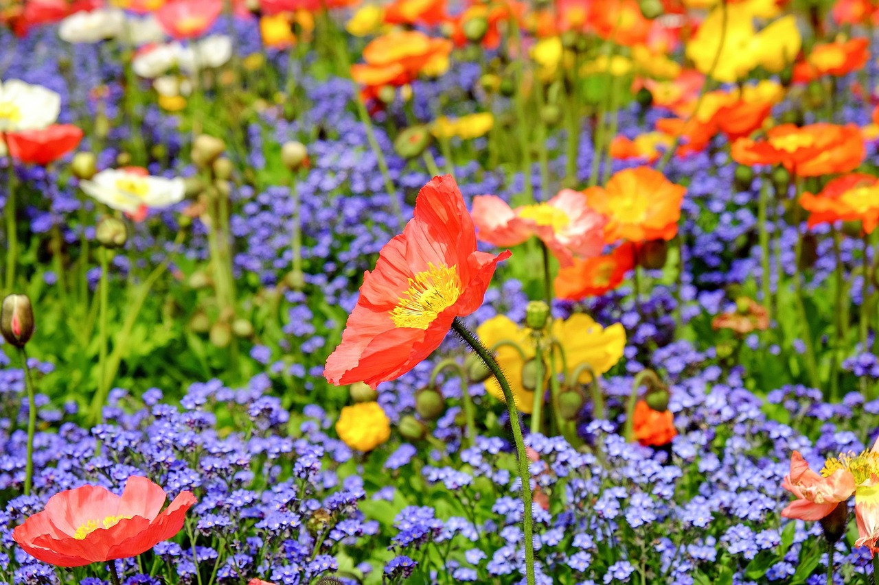eine Wiese mit vielen verschiedenen Blumen
