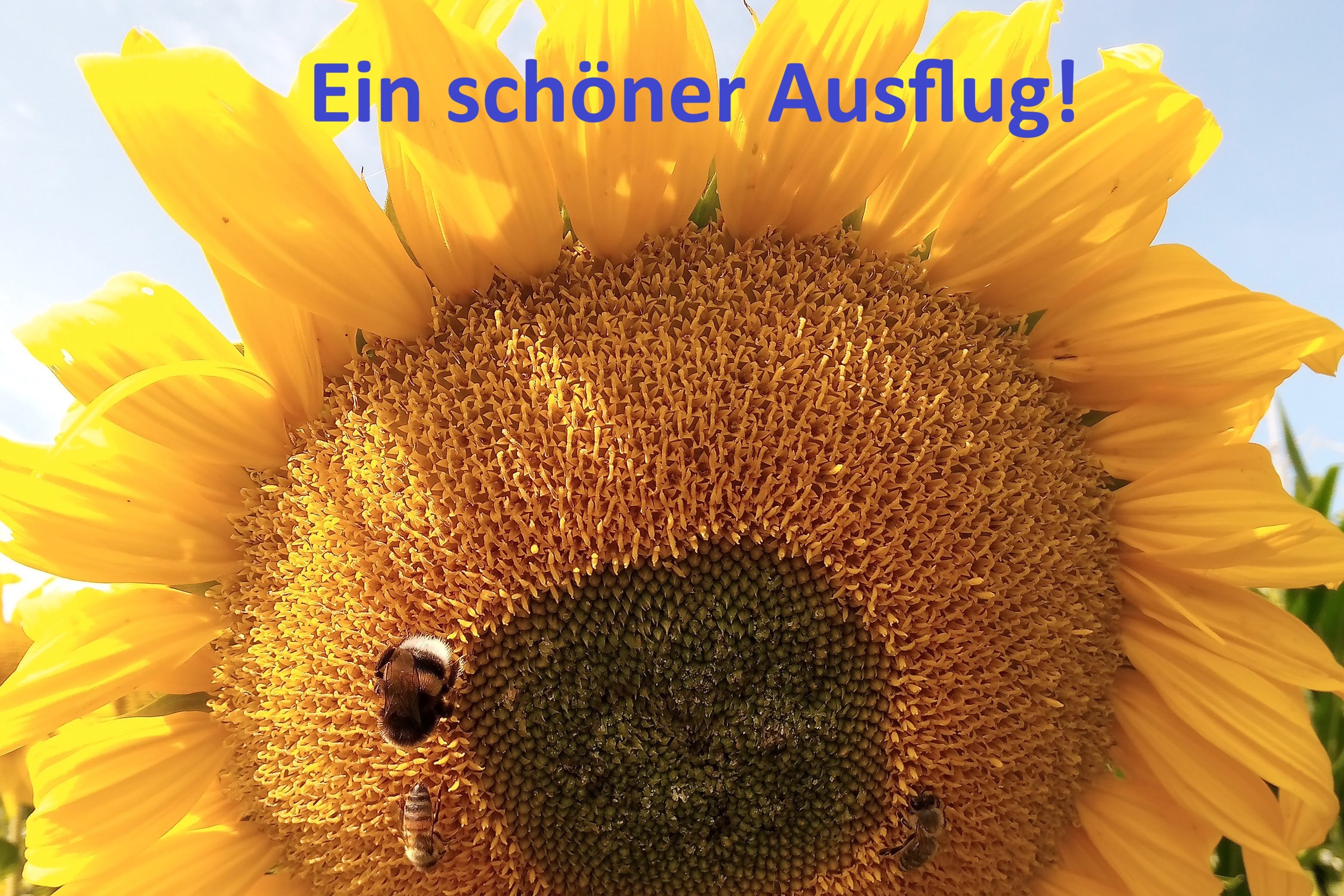 Sonnenblume Eine gelbe Sonnenblume mit Bienen mit blauem Himmel.