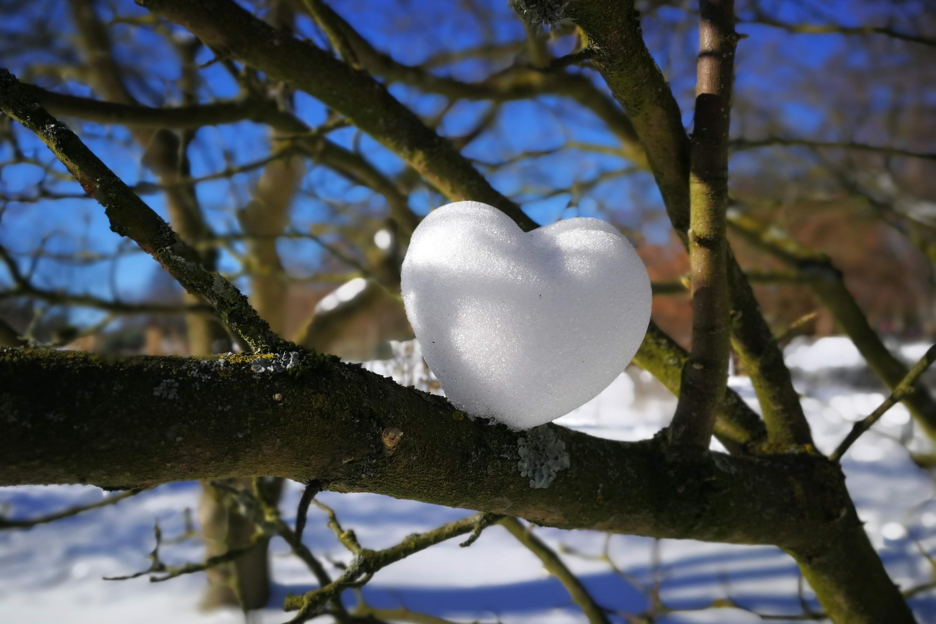 Schneeherz in einem Baum