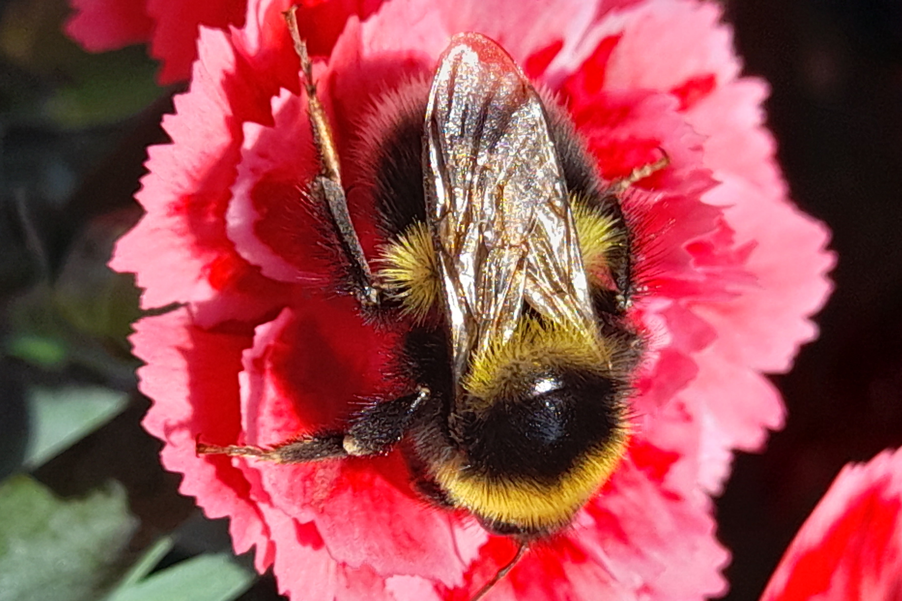 Biene auf einer Blüte