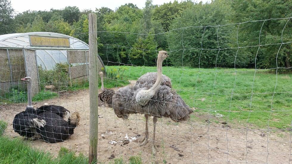 Ein Strauß liegt und ein Strauß steht hinter einem Maschengitterzaun auf einer großen Wiese.