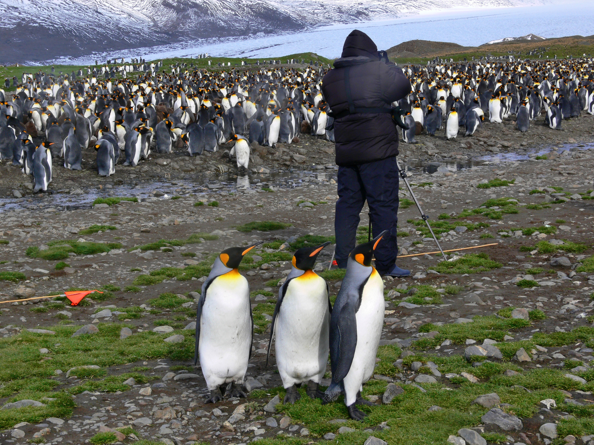 Ein Fotograf und Königspinguine auf Südgeorgien .