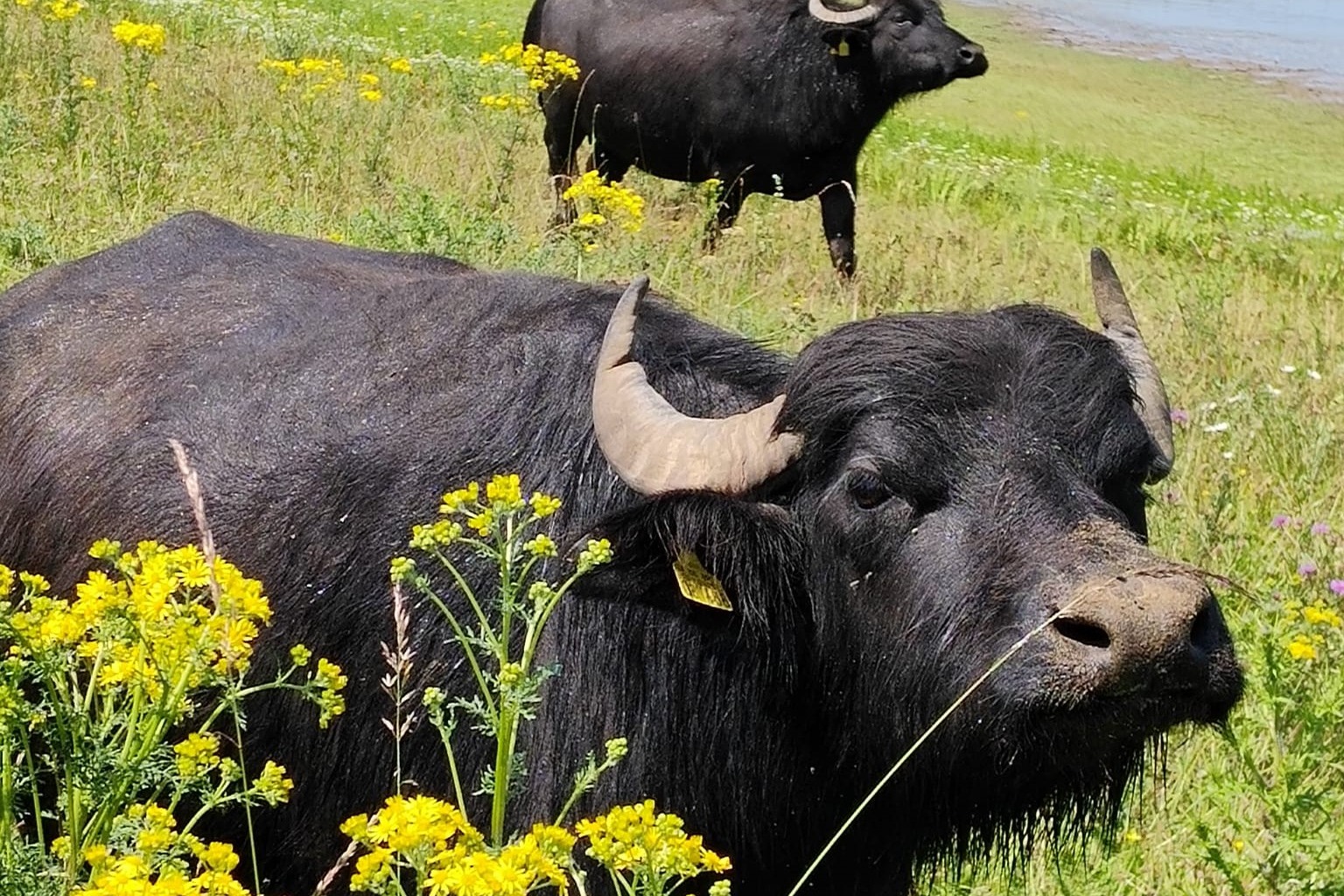 Der Ortsverband Uedem stellt jedes Jahr f&uuml;r seine Mitglieder und Freunde ein interessantes Programm auf die Beine. Im vergangenen Jahr besuchten die Mitglieder unter anderem eine B&uuml;ffelfarm in Wesel.