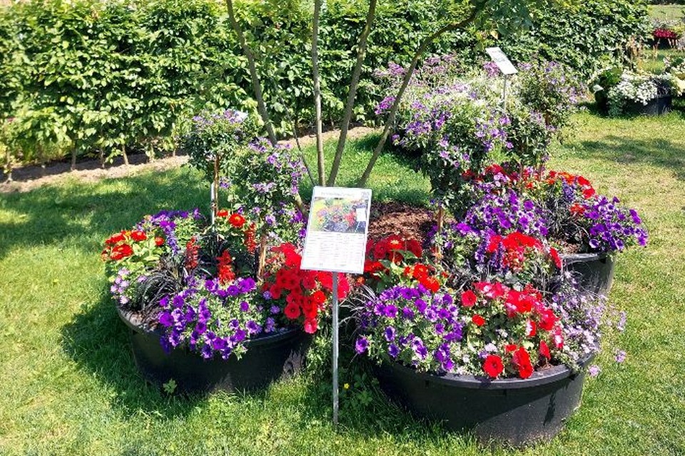 Blumen der Landesgartenschau