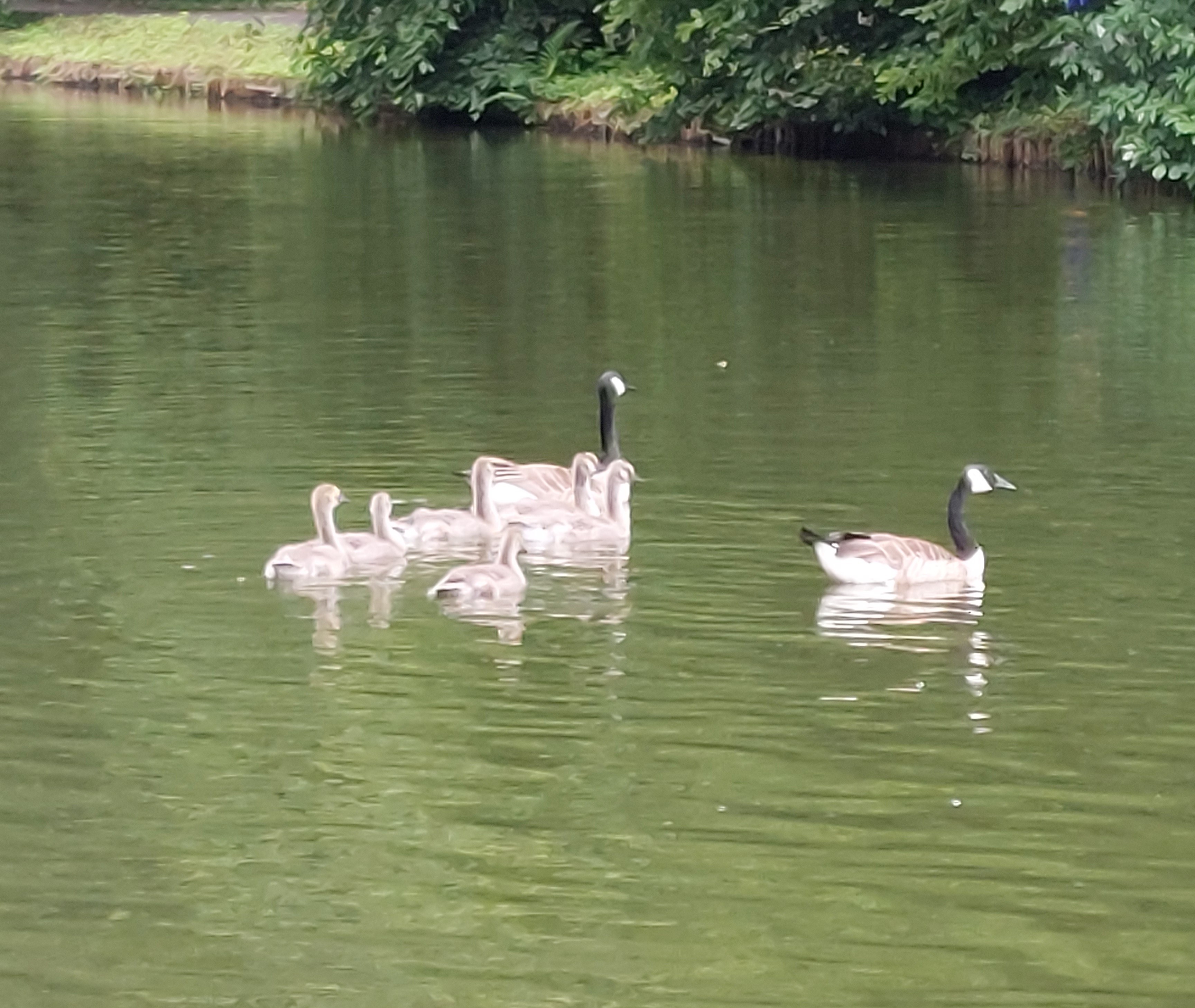 Gänsefamilie auf einem See