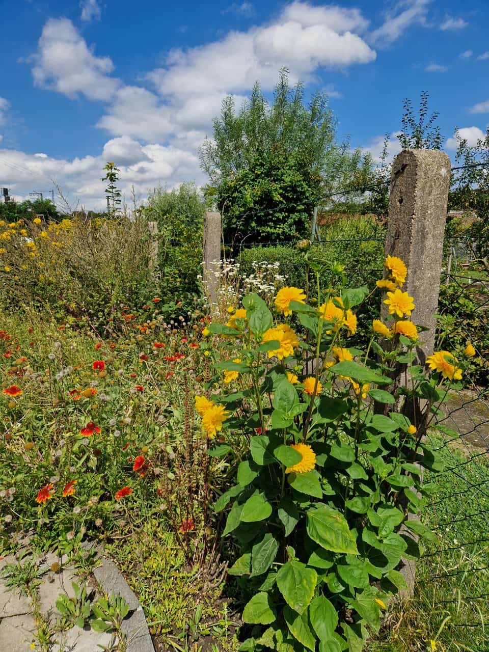 Sonnenblumen